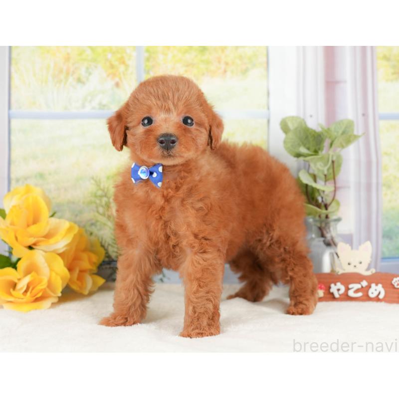 販売中の静岡県のトイプードル-430073の9枚目