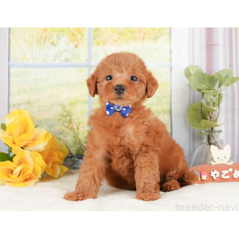 販売中の静岡県のトイプードル-430073の8枚目