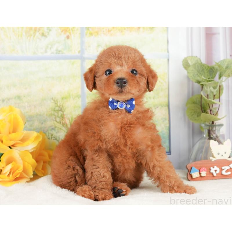 販売中の静岡県のトイプードル-430073の7枚目