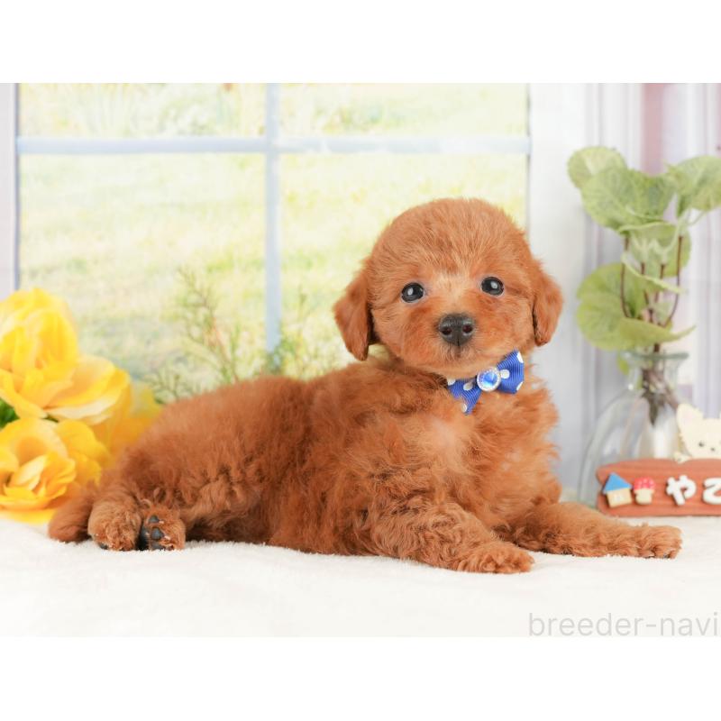 販売中の静岡県のトイプードル-430073の6枚目