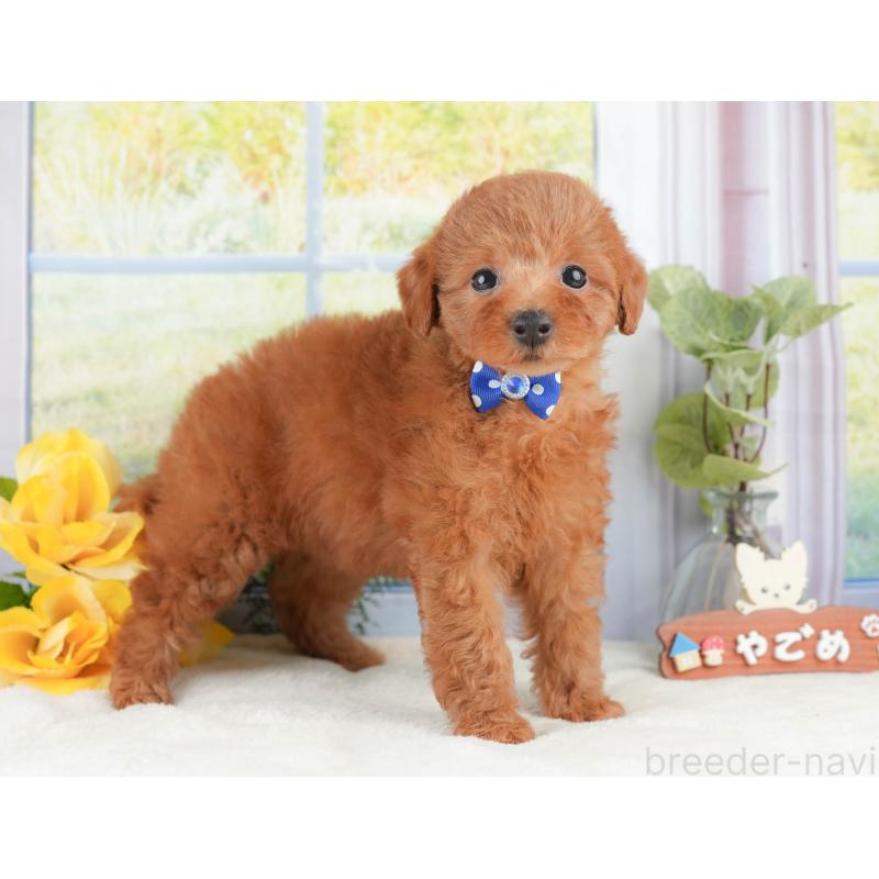 販売中の静岡県のトイプードル-430073の5枚目