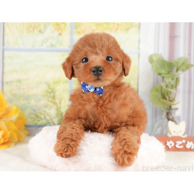 販売中の静岡県のトイプードル-430073の4枚目