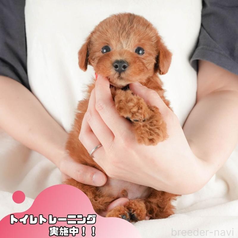 販売中の静岡県のトイプードル-430071