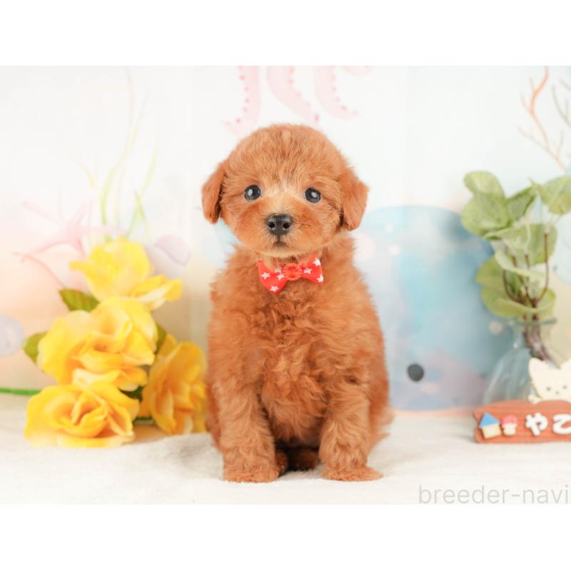 販売中の静岡県のトイプードル-430071の10枚目