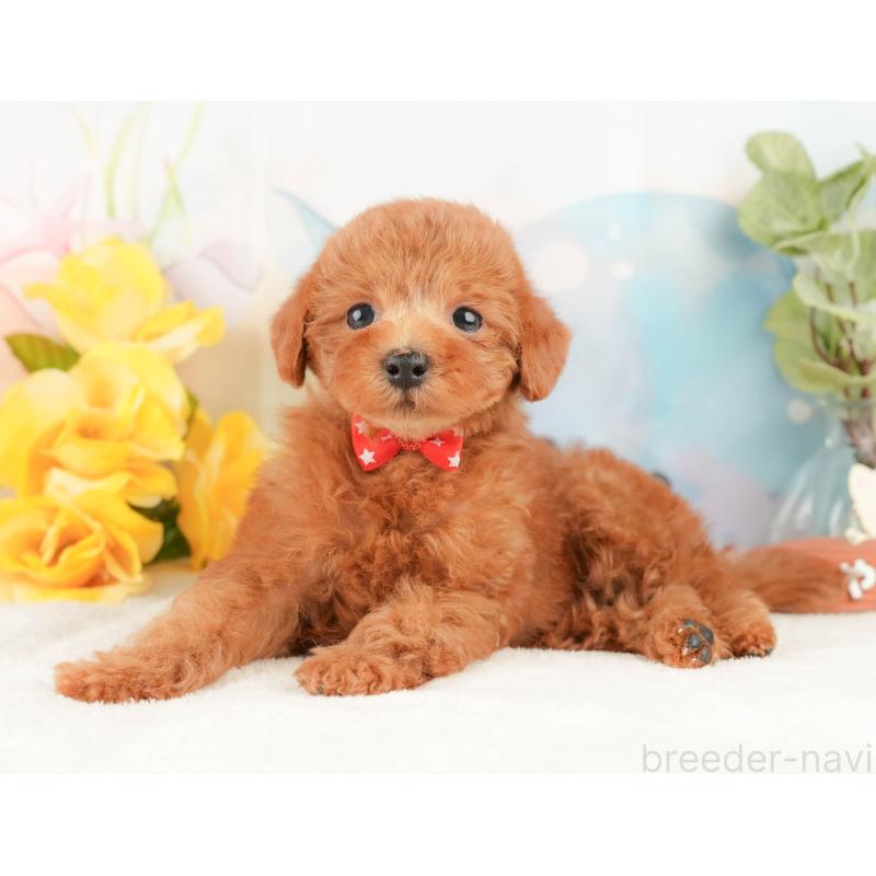 販売中の静岡県のトイプードル-430071の9枚目