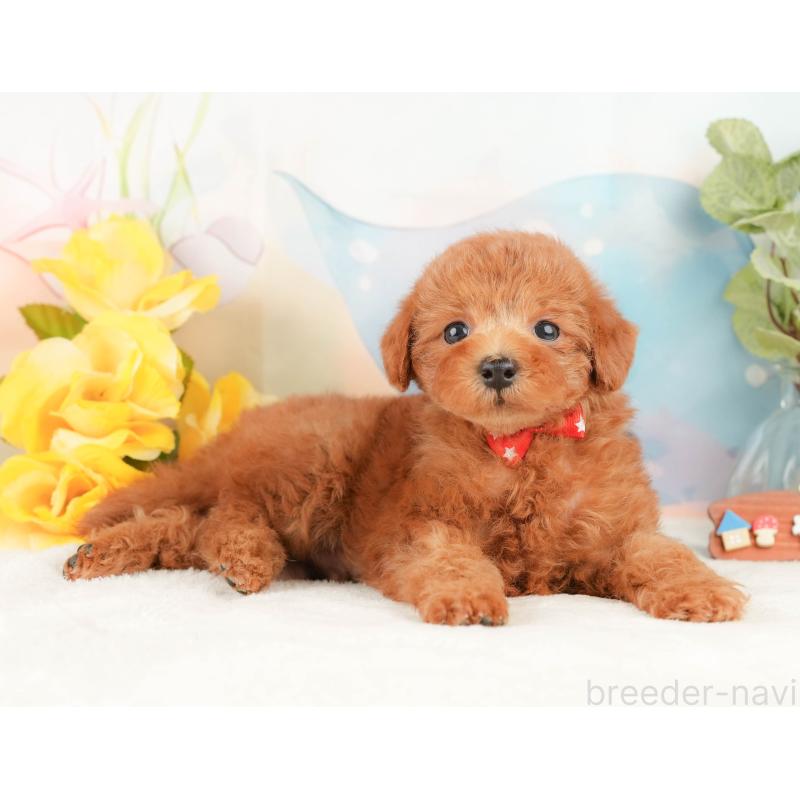 販売中の静岡県のトイプードル-430071の8枚目