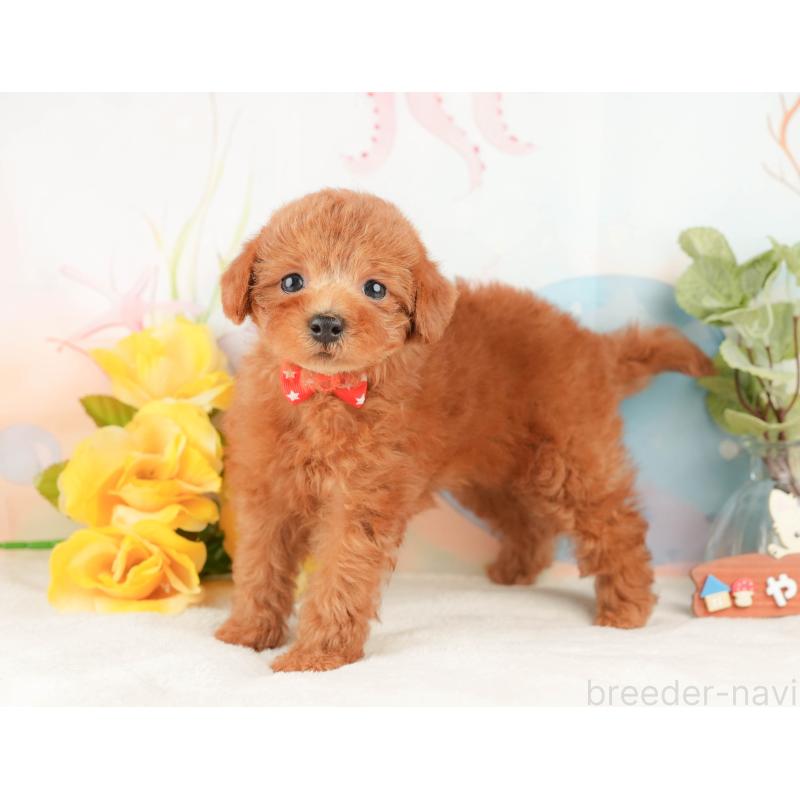 販売中の静岡県のトイプードル-430071の7枚目