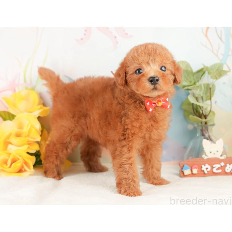 販売中の静岡県のトイプードル-430071の6枚目