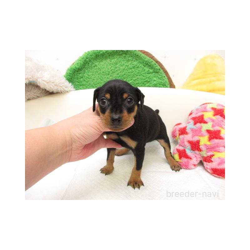 販売中の大阪府のミニチュアピンシャー(ミニピン)-429954の2枚目