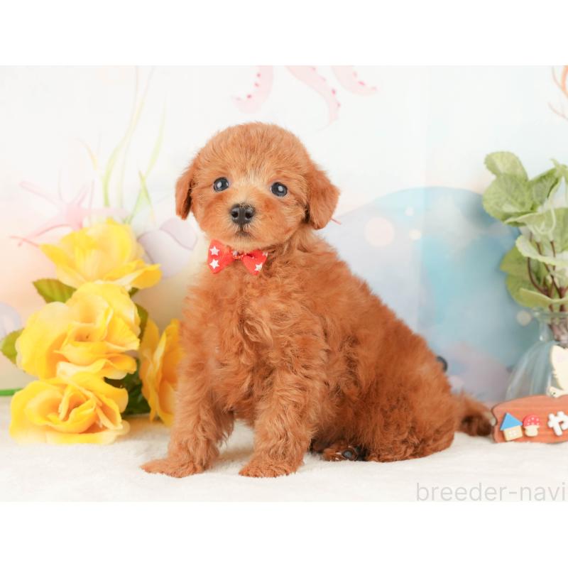 販売中の静岡県のトイプードル-430071の5枚目