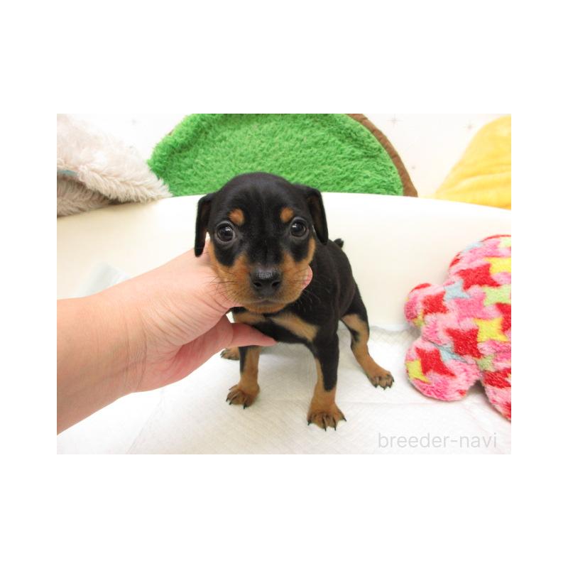 販売中の大阪府のミニチュアピンシャー(ミニピン)-429954