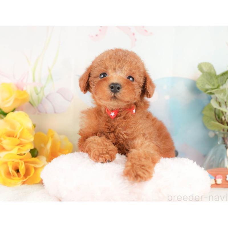 販売中の静岡県のトイプードル-430071の4枚目