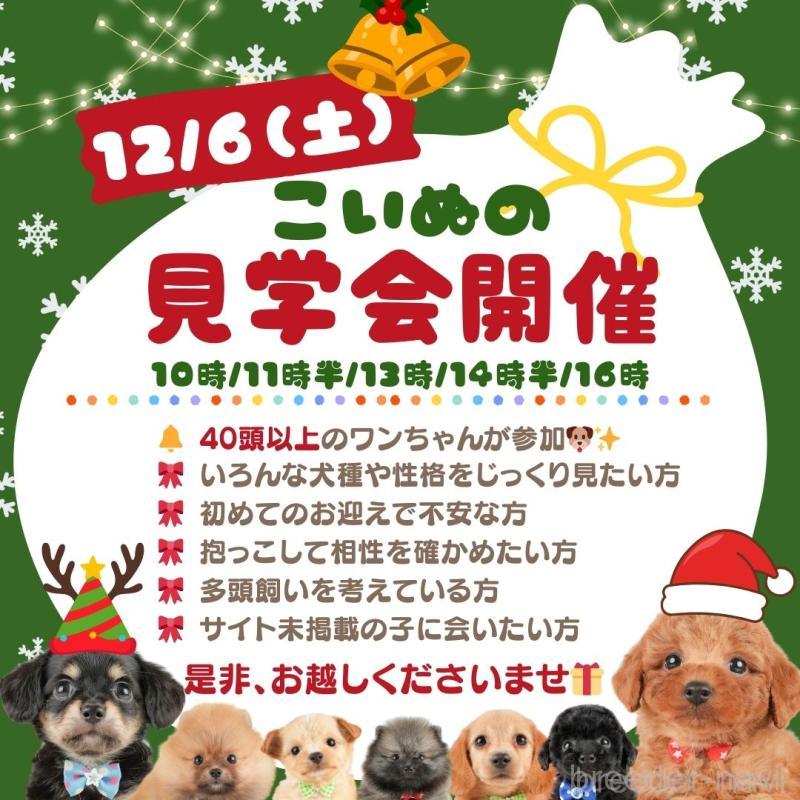 販売中の静岡県のトイプードル-430069の15枚目
