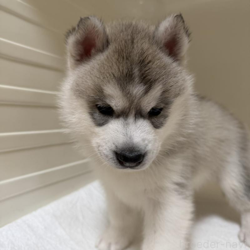 販売中の三重県のシベリアンハスキー-429956