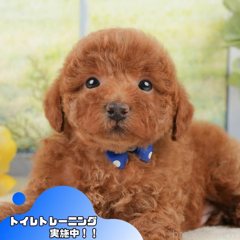 販売中の静岡県のトイプードル-430063