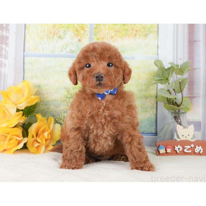 販売中の静岡県のトイプードル-430063の10枚目