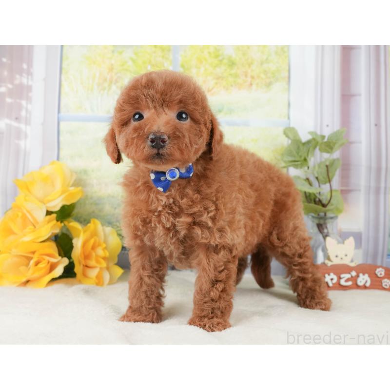 販売中の静岡県のトイプードル-430063の9枚目