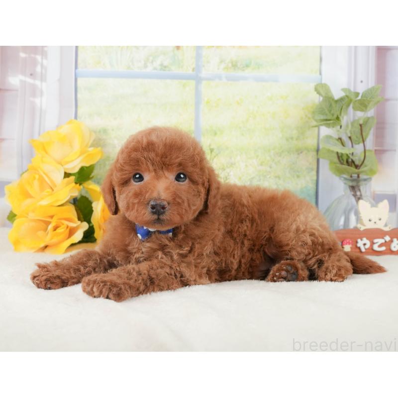 販売中の静岡県のトイプードル-430063の8枚目