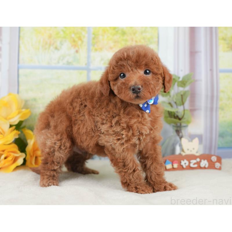 販売中の静岡県のトイプードル-430063の7枚目