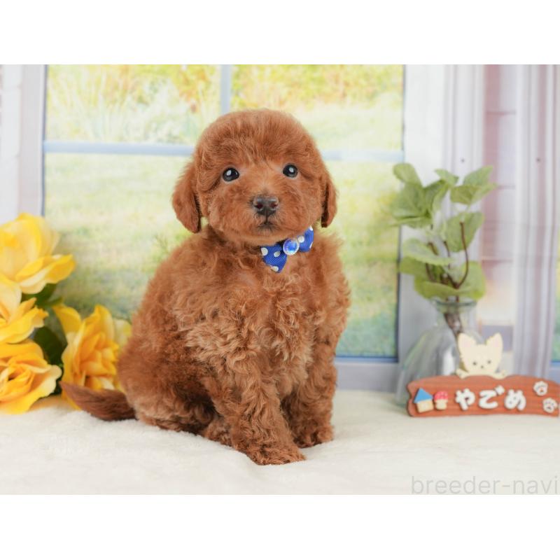 販売中の静岡県のトイプードル-430063の6枚目