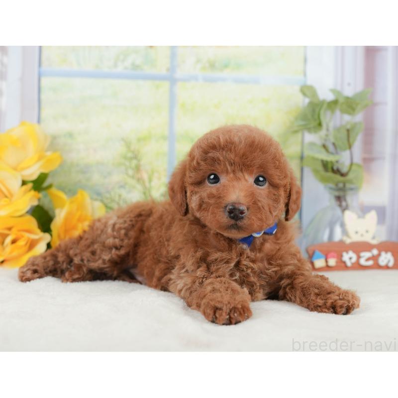 販売中の静岡県のトイプードル-430063の5枚目