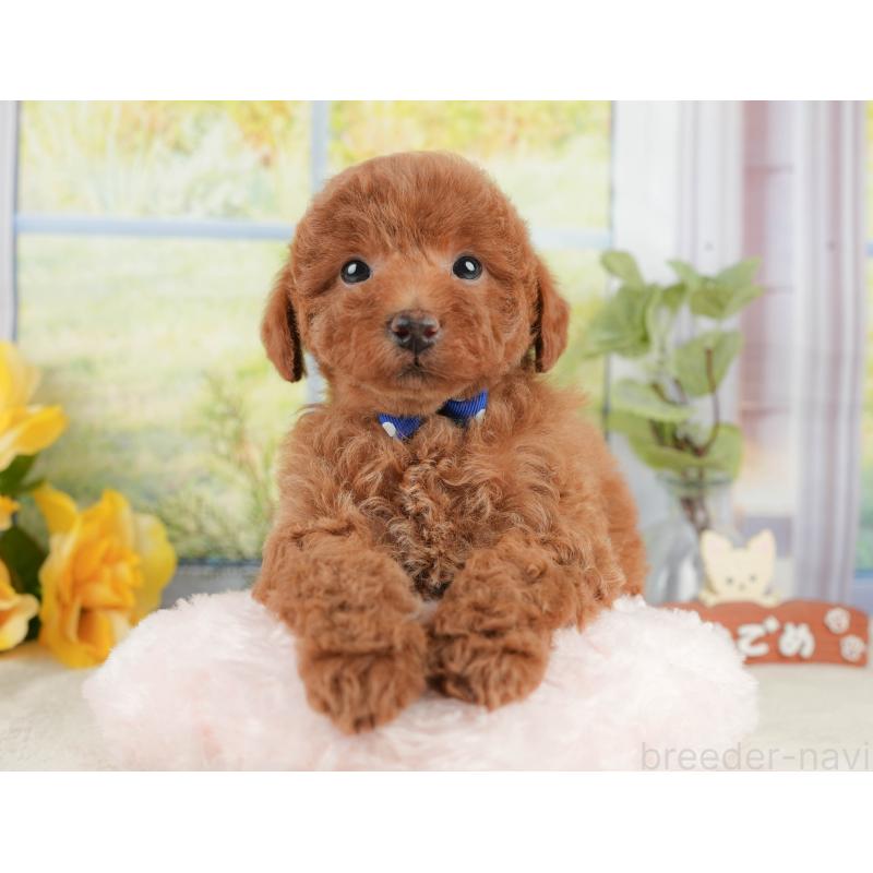 販売中の静岡県のトイプードル-430063の4枚目