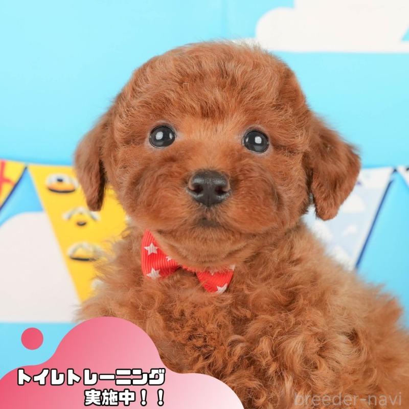 販売中の静岡県のトイプードル-430060の1枚目