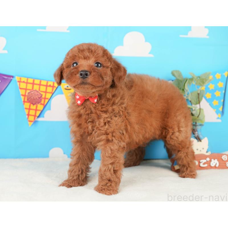 販売中の静岡県のトイプードル-430060の9枚目