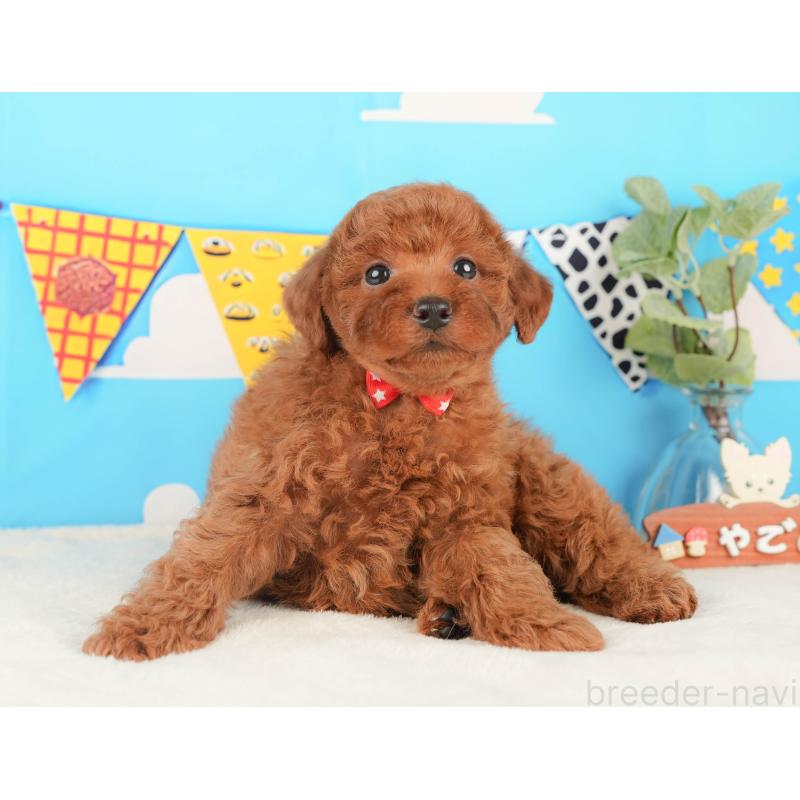 販売中の静岡県のトイプードル-430060の8枚目