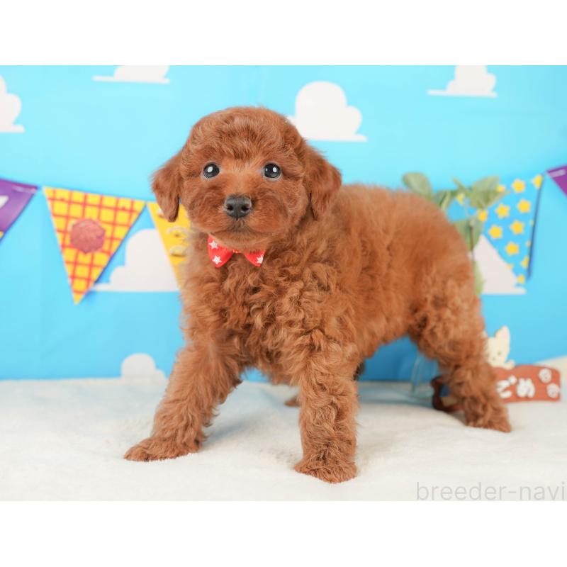 販売中の静岡県のトイプードル-430060の7枚目