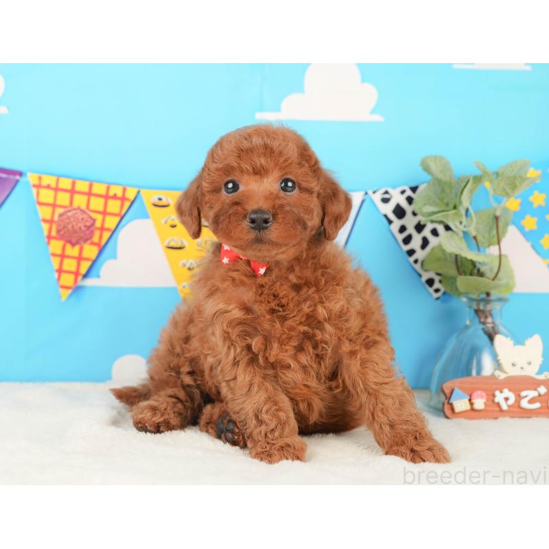 販売中の静岡県のトイプードル-430060の6枚目