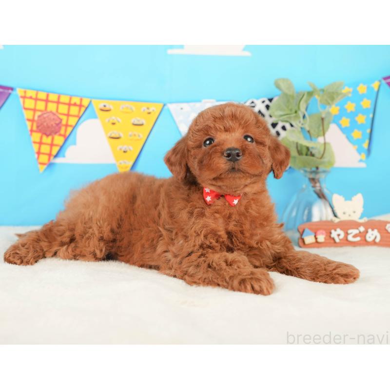 販売中の静岡県のトイプードル-430060の5枚目