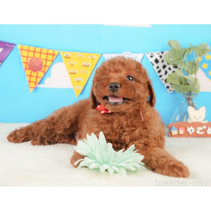 販売中の静岡県のトイプードル-430060の4枚目
