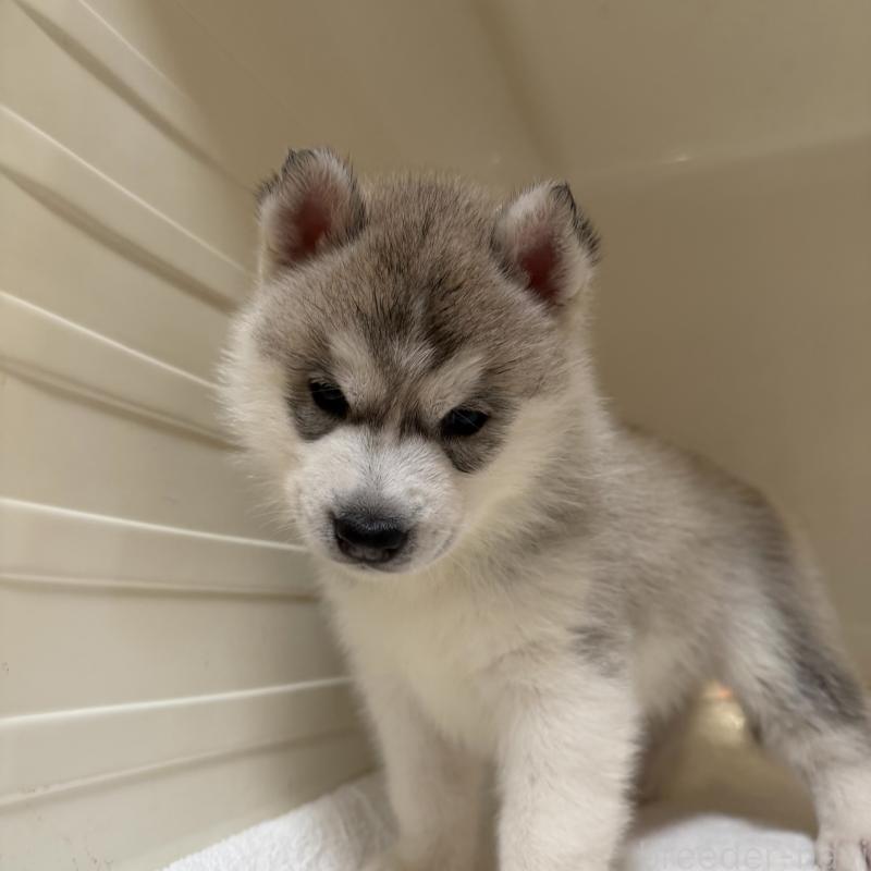 販売中の三重県のシベリアンハスキー-429956の3枚目