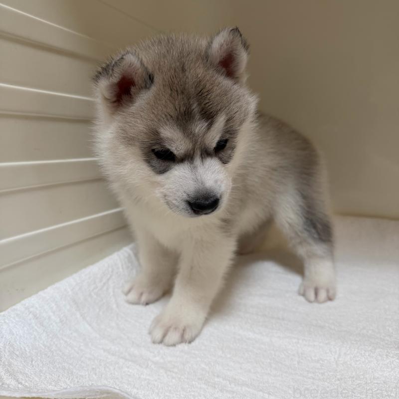 販売中の三重県のシベリアンハスキー-429956の2枚目