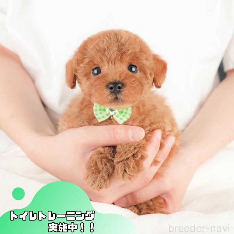 販売中の静岡県のトイプードル-430058