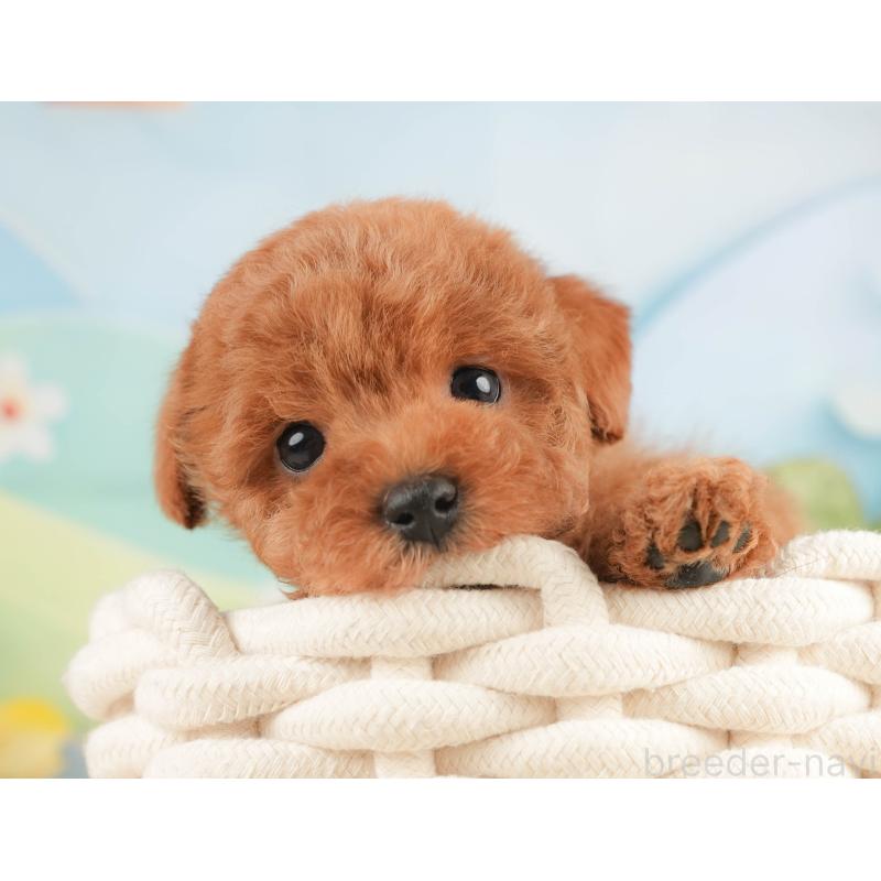 販売中の静岡県のトイプードル-430058の10枚目