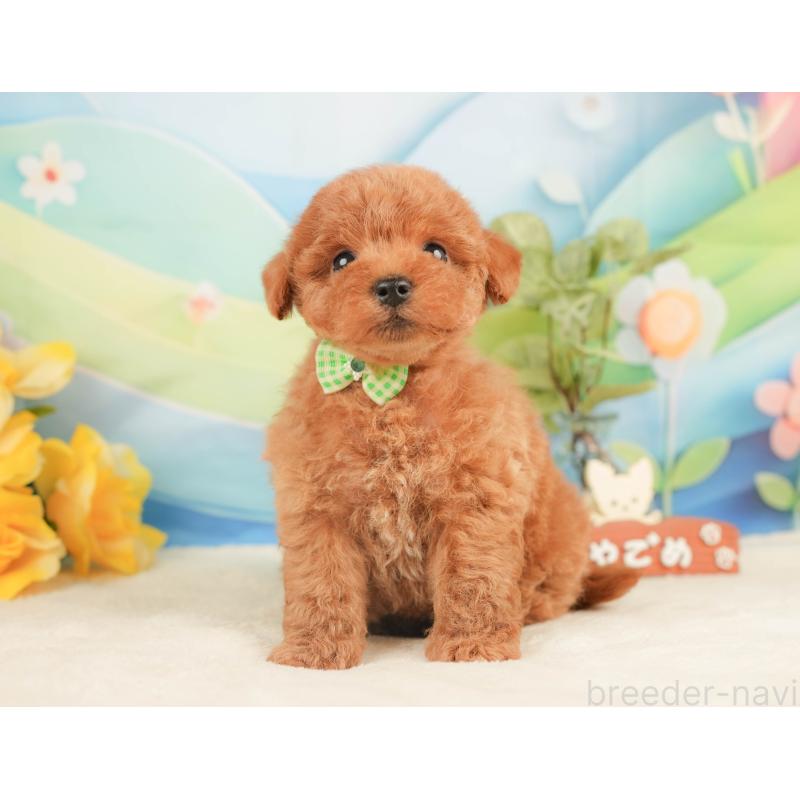 販売中の静岡県のトイプードル-430058の9枚目