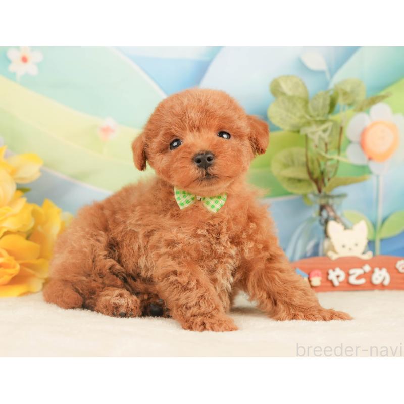 販売中の静岡県のトイプードル-430058の8枚目