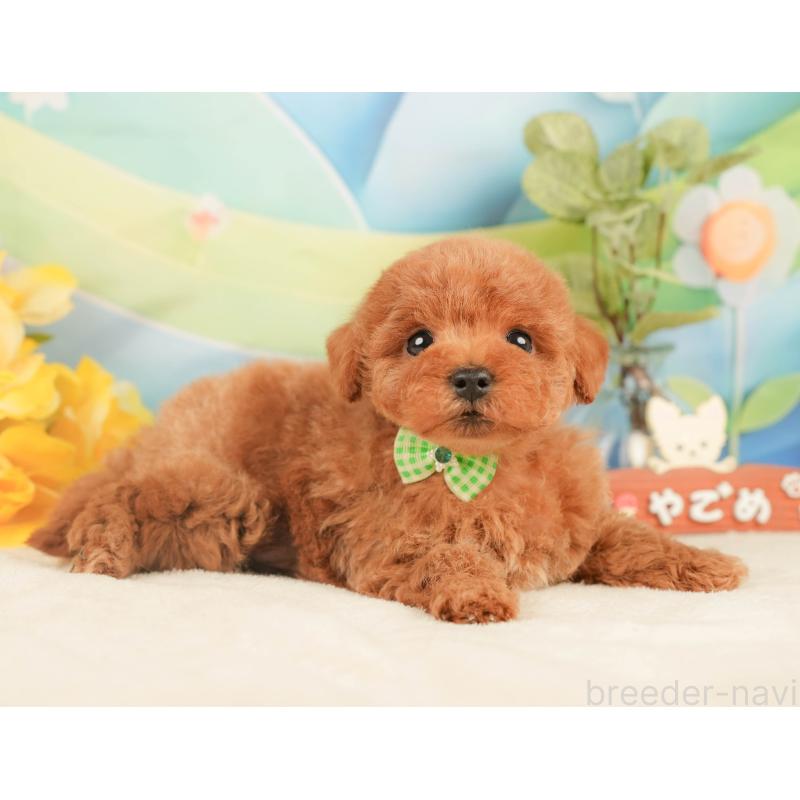 販売中の静岡県のトイプードル-430058の7枚目