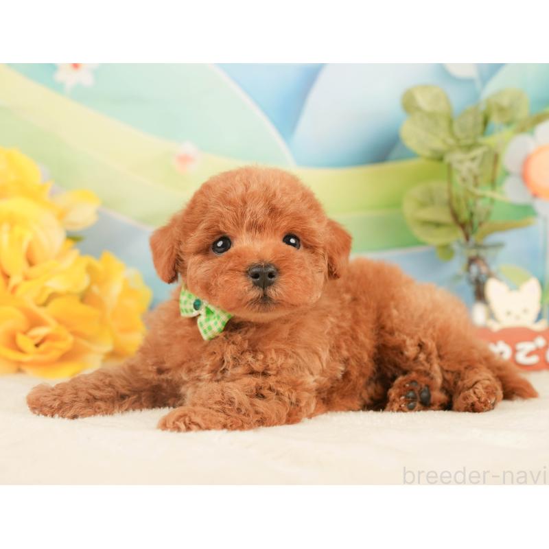 販売中の静岡県のトイプードル-430058の6枚目