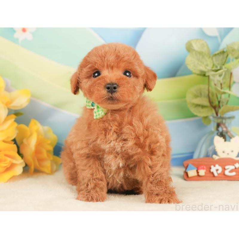 販売中の静岡県のトイプードル-430058の5枚目