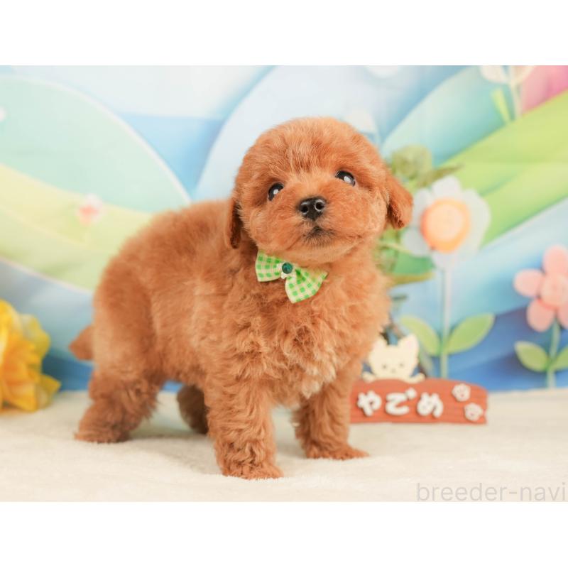 販売中の静岡県のトイプードル-430058の4枚目