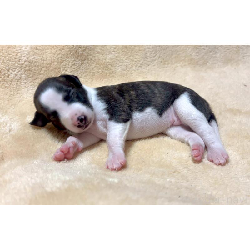 ティエルちゃん1枚目