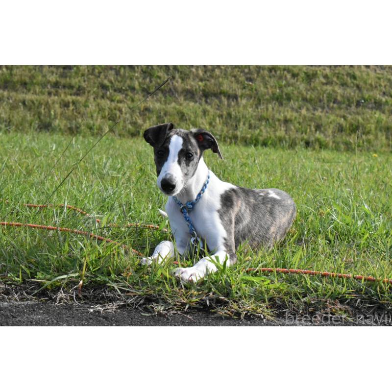 ティエルちゃん1枚目