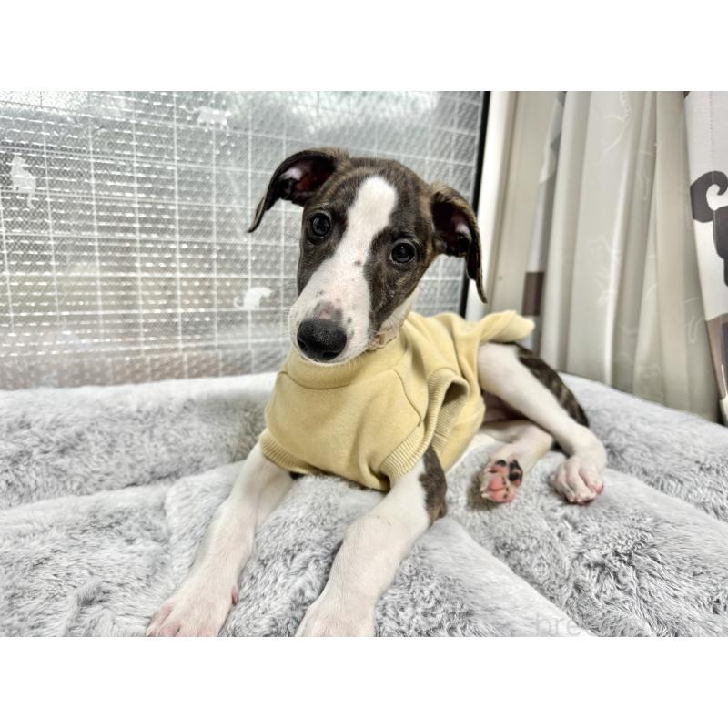 ティエルちゃん1枚目