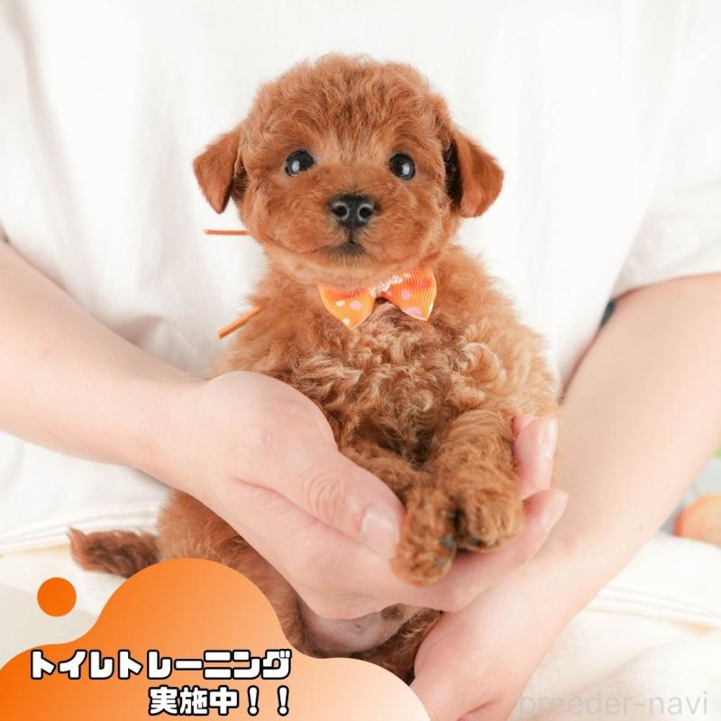 販売中の静岡県のトイプードル-430056