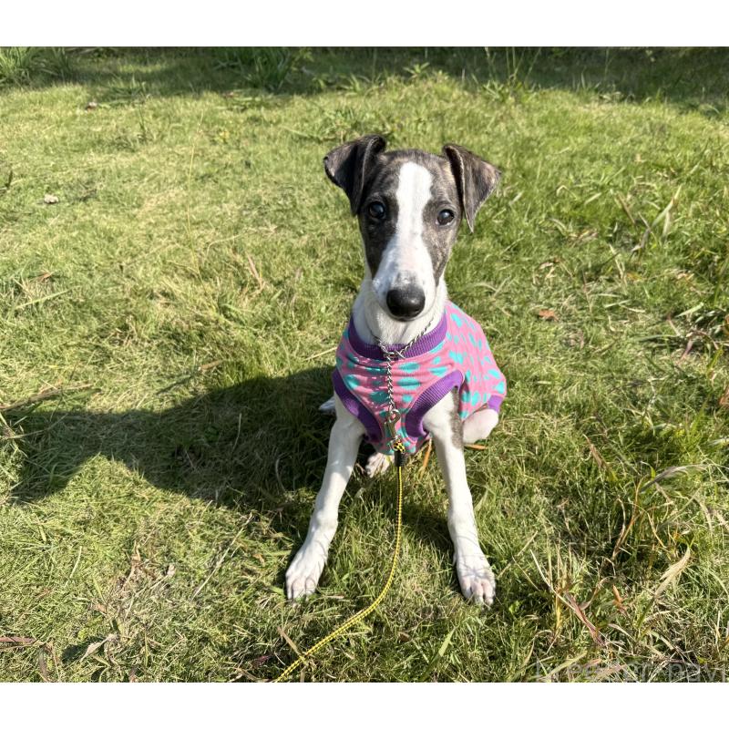 ティエルちゃん1枚目