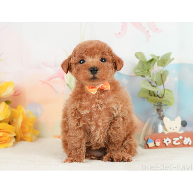 販売中の静岡県のトイプードル-430056の11枚目