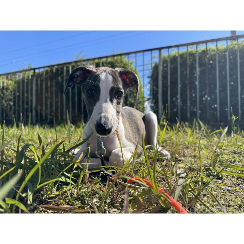 ティエルちゃん1枚目